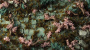 Gamers Grass: Cherry Blossom Flowers